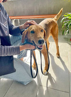 Собаки и кошки в добрые руки