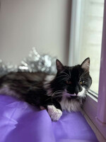 Собаки и кошки в добрые руки