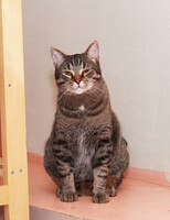 Собаки и кошки в добрые руки