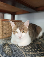 Собаки и кошки в добрые руки