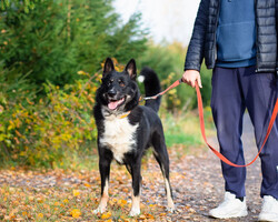 Собаки и кошки в добрые руки