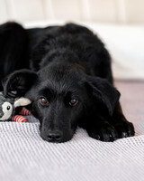 Собаки и кошки в добрые руки