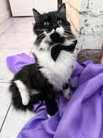 Собаки и кошки в добрые руки