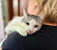 Собаки и кошки в добрые руки