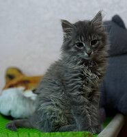 Собаки и кошки в добрые руки