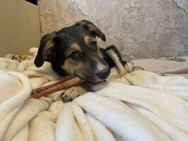 Собаки и кошки в добрые руки