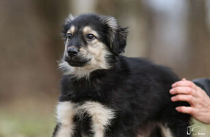 Собаки и кошки в добрые руки