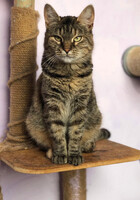 Собаки и кошки в добрые руки