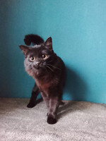 Собаки и кошки в добрые руки