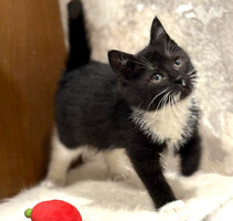 Собаки и кошки в добрые руки