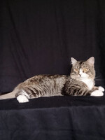 Собаки и кошки в добрые руки