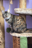 Собаки и кошки в добрые руки