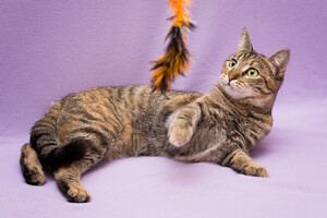 Собаки и кошки в добрые руки