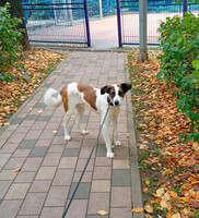 Собаки и кошки в добрые руки