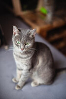 Собаки и кошки в добрые руки