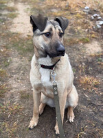 Собаки и кошки в добрые руки