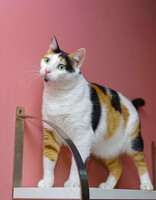 Собаки и кошки в добрые руки