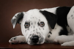 Собаки и кошки в добрые руки