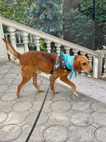 Собаки и кошки в добрые руки