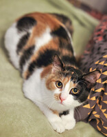 Собаки и кошки в добрые руки