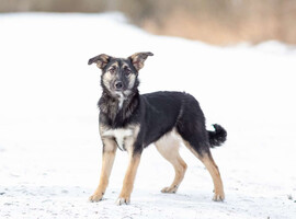 Собаки и кошки в добрые руки