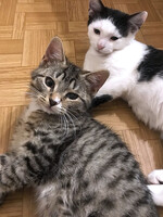 Собаки и кошки в добрые руки