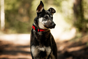Собаки и кошки в добрые руки
