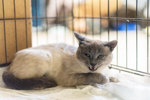 Собаки и кошки в добрые руки