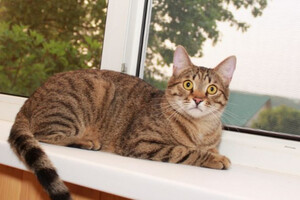 Собаки и кошки в добрые руки