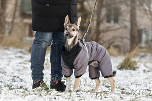 Собаки и кошки в добрые руки