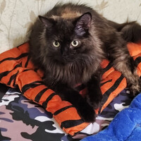 Собаки и кошки в добрые руки