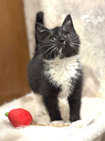 Собаки и кошки в добрые руки