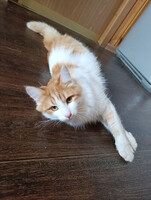 Собаки и кошки в добрые руки