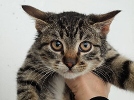 Собаки и кошки в добрые руки