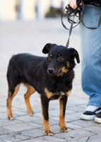 Собаки и кошки в добрые руки