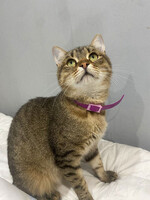 Собаки и кошки в добрые руки