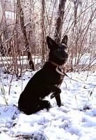 Собаки и кошки в добрые руки