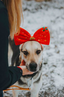 Собаки и кошки в добрые руки