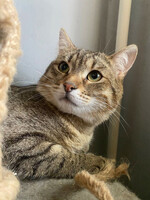 Собаки и кошки в добрые руки