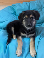 Собаки и кошки в добрые руки