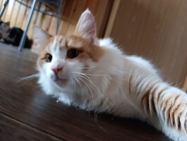 Собаки и кошки в добрые руки