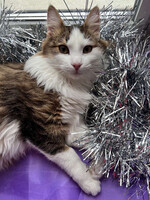 Собаки и кошки в добрые руки