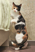 Собаки и кошки в добрые руки