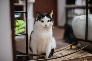 Собаки и кошки в добрые руки