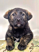 Собаки и кошки в добрые руки