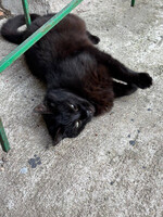 Собаки и кошки в добрые руки