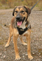 Собаки и кошки в добрые руки