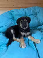 Собаки и кошки в добрые руки