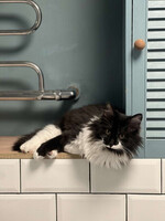 Собаки и кошки в добрые руки