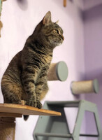 Собаки и кошки в добрые руки